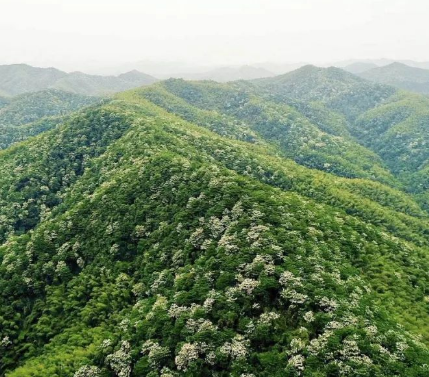 湘东区大丰桐花谷