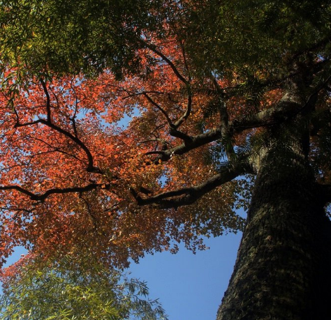 天花井森林公园