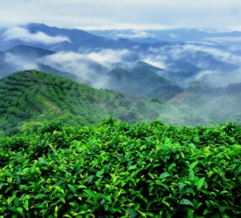 南山茶海