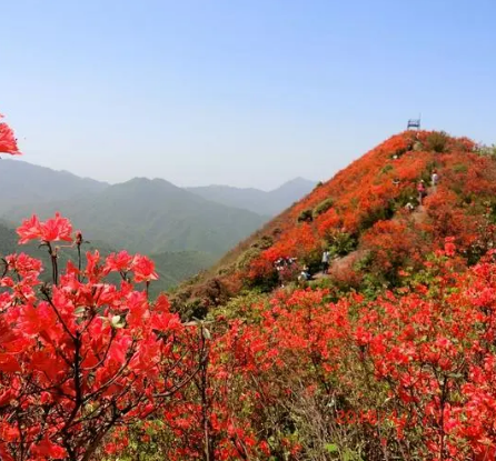 广寒寨四八门映山红景区