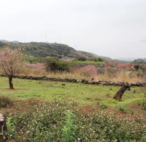 恭城大岭山桃园