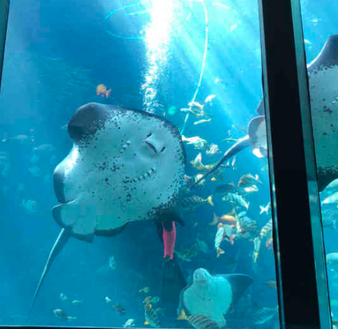 下田海中水族馆