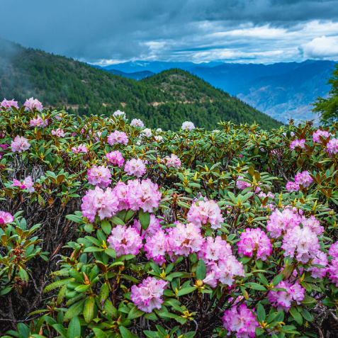 白马雪山杜鹃林