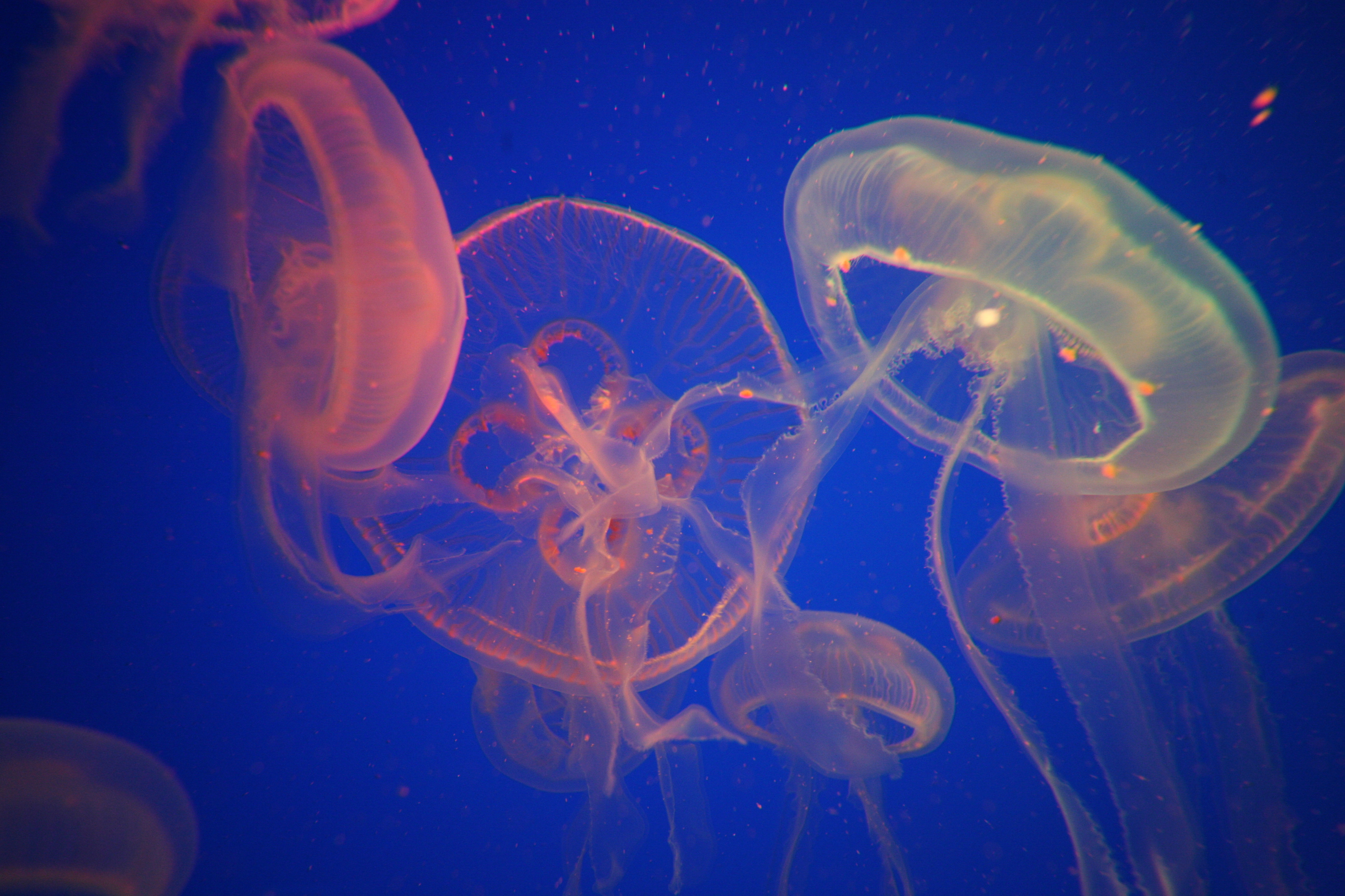 海洋生物博物馆