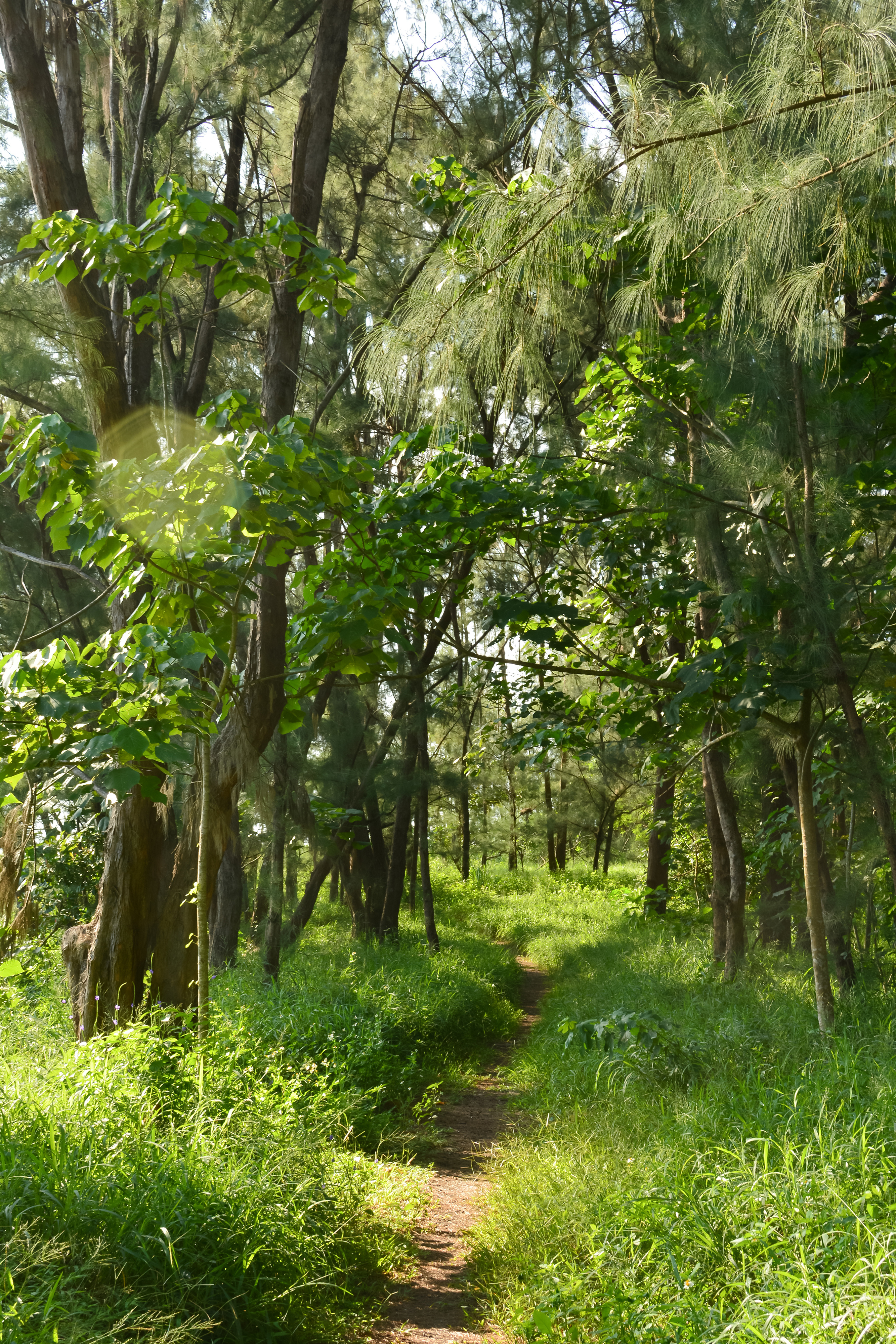 台东森林公园