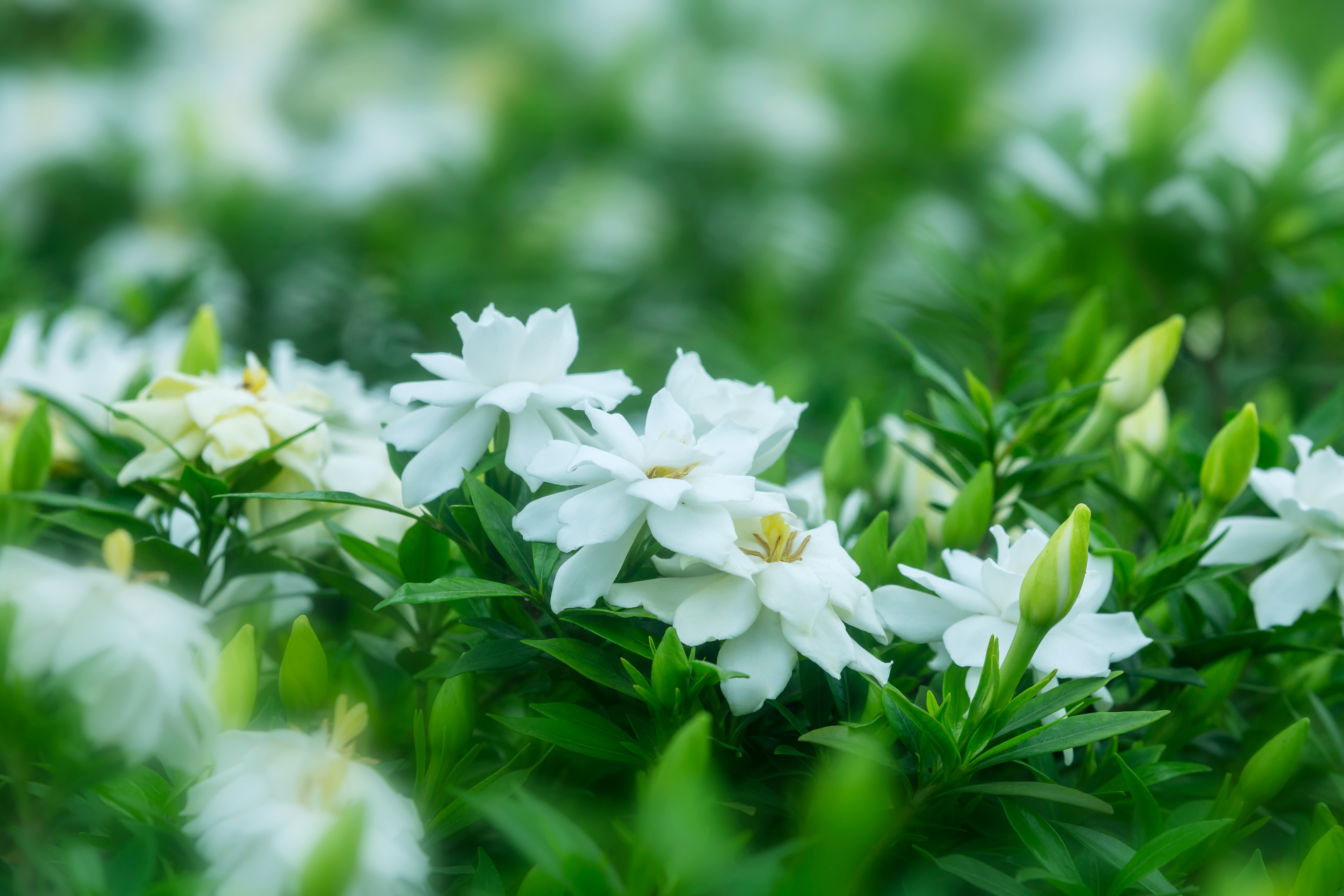 福鼎栀子花