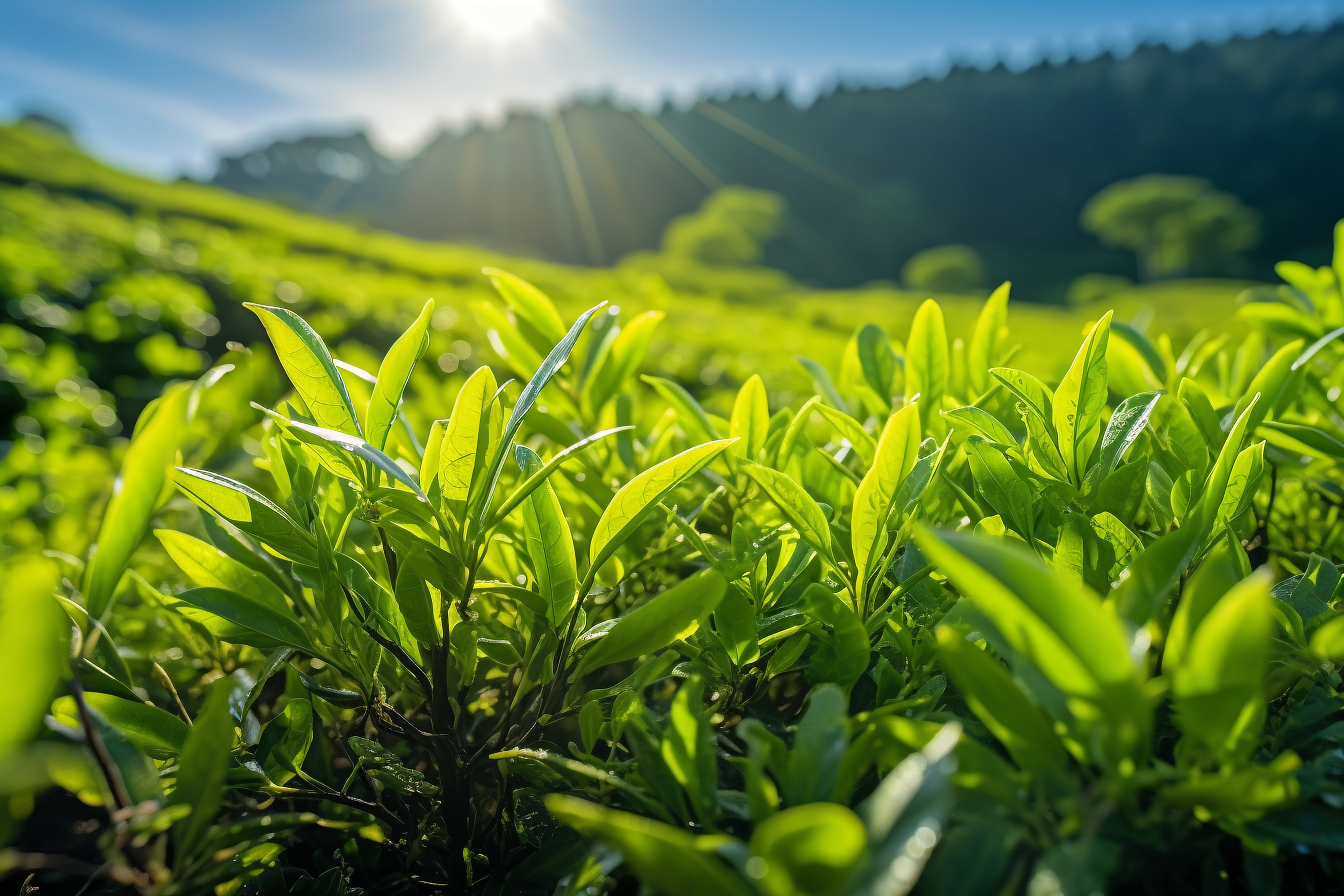 茶岭村