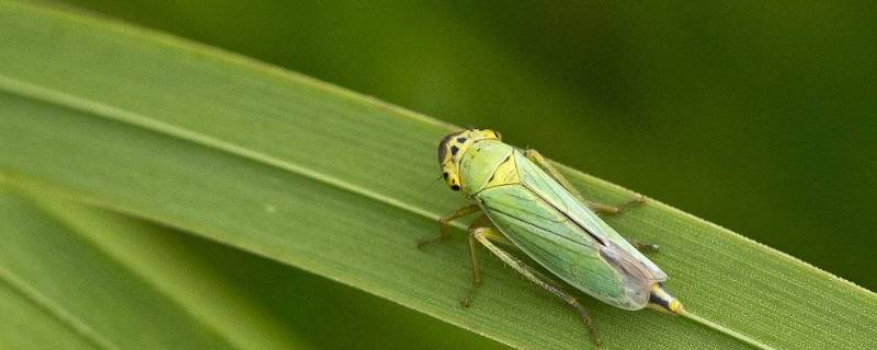 小绿叶蝉有咬人的习惯吗 小绿叶蝉会咬人吗
