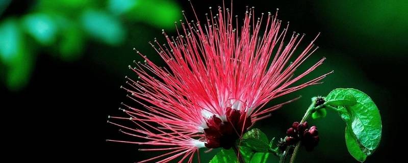 有什么办法泡合欢花喝水 合欢花怎么泡水喝