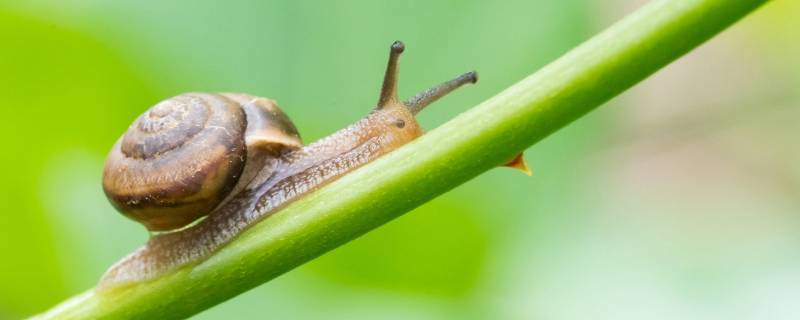 有哪些方法可以使蜗牛更加干净 蜗牛怎么清洗最干净