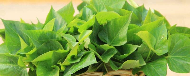 红薯叶有什么好处 吃红薯叶有什么好处吗