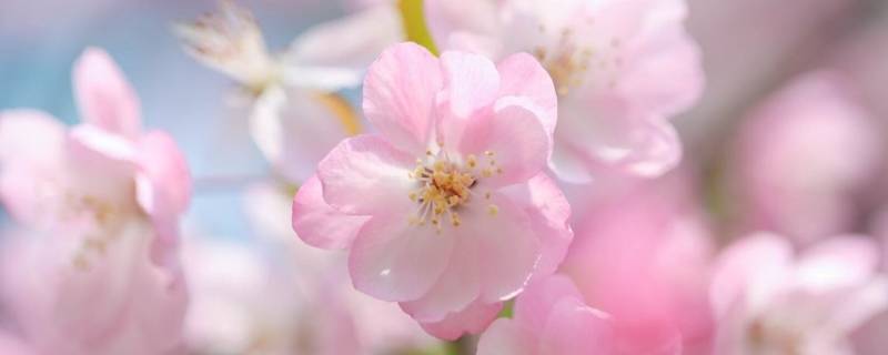 何种海堂可供选择 海堂的种类