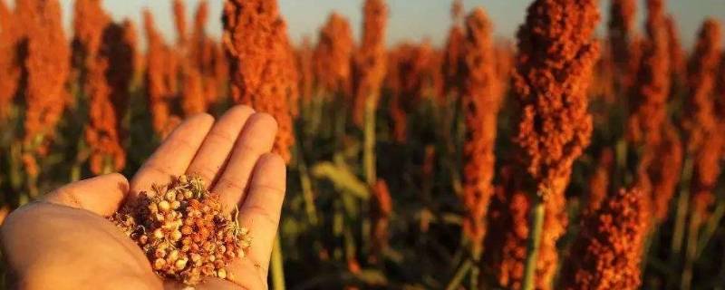 什么是东北甜杆学的学名 东北甜杆学名叫什么