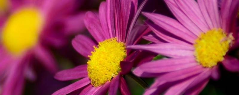 究竟是菊花还是樱花是日本国花 日本国花到底是菊花还是樱花