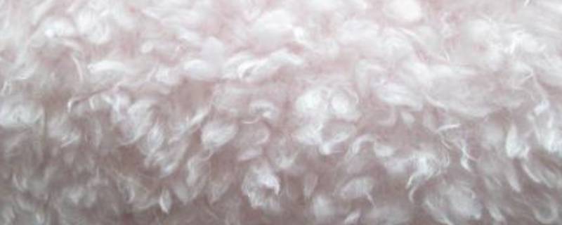 - 绒毛和茸毛有什么不同 绒毛和茸毛有什么区别