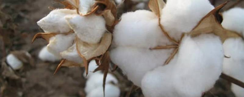 植物棉有什么特点 植物棉是什么材料