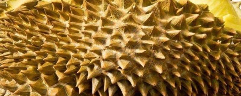 榴莲已经变软了它还能吃吗 榴莲软烂是坏了的吗