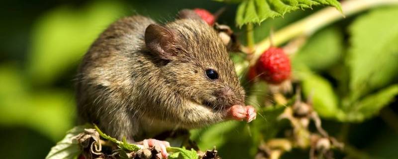 老鼠有多少条腿 老鼠有几条腿