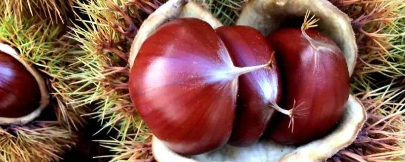 板栗发芽时含有曲霉素吗 板栗发芽有没有曲霉素