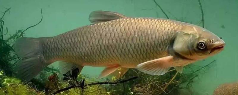 鱼可以在冰箱冷冻多久 鱼可以放冰箱冷冻多久