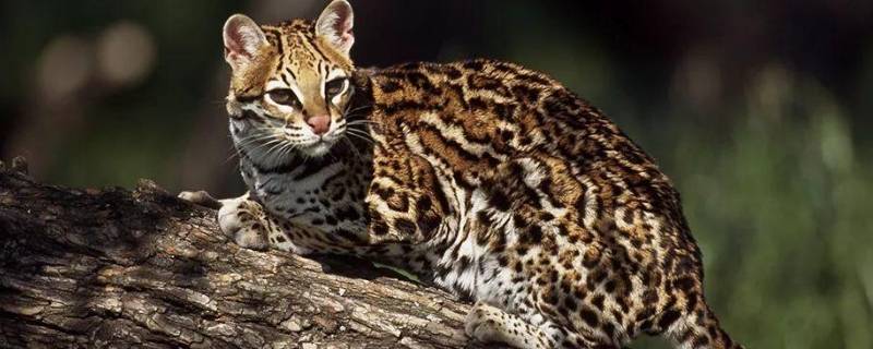 什么是三有保护动物 三有保护动物是什么意思