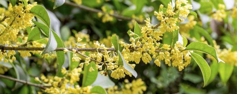 有多少颗桂花泡水喝一天 桂花泡水喝一天放几颗