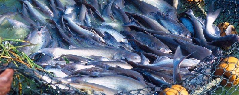 需要剥去巴沙鱼的皮吗 巴沙鱼皮要去掉吗