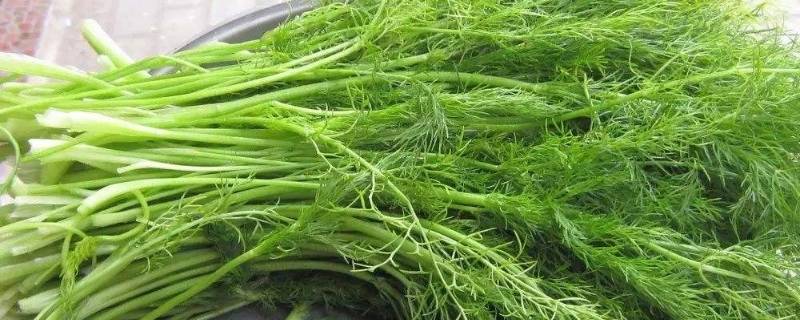 茴香的叶子和茎都可以吃吗 茴香吃叶子还是茎