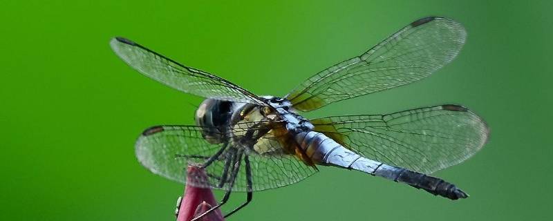 有哪些蜻蜓有毒 蜻蜓有毒吗