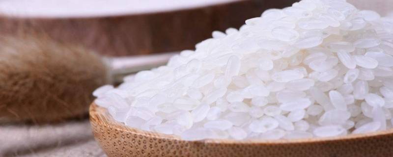 大米里有虫子它仍然适合食用吗 大米有虫子了还可以吃吗