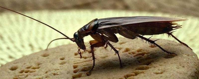 何以致使蟑螂出现 为什么会有蟑螂出现