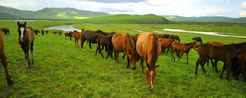 三河马是从哪里来的 三河马的产地是哪里