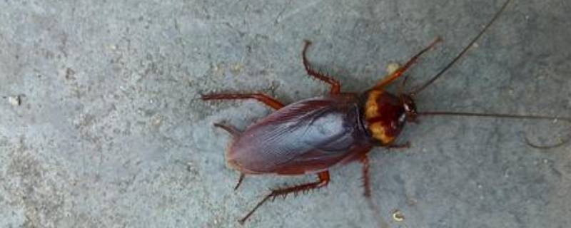 有什么方法可以驱赶家里的蟑螂 如何去除家中蟑螂