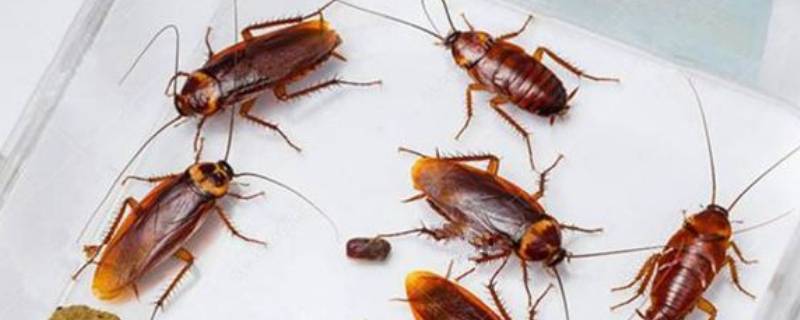 蚊香能有效防治蟑螂吗 蚊香可以杀蟑螂吗