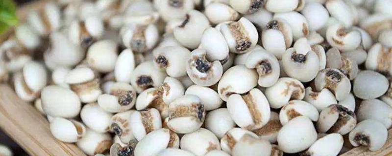薏米喝浆有什么好处 薏米打成浆喝可以吗
