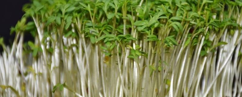 豆芽机有什么用途 豆芽机怎么使用