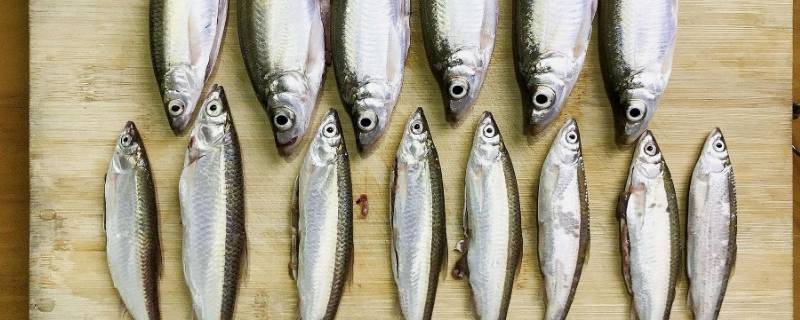 有哪些好处可以从吃白条鱼中获得 吃白条鱼有哪些功效作用