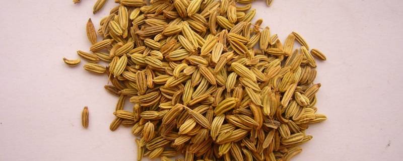 小茴香有什么吃法 小茴香怎么吃