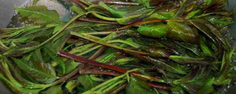 如何清洗香椿 香椿如何清洗