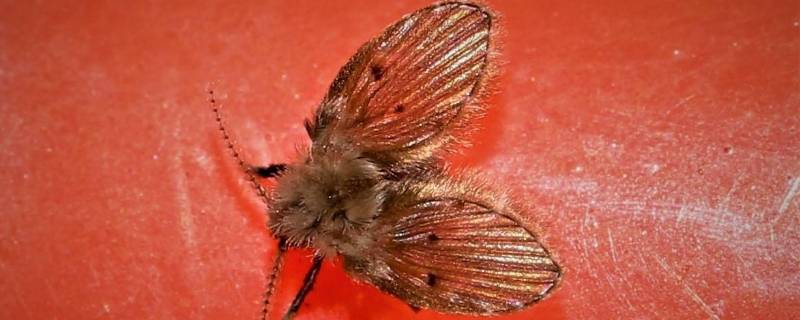 有什么东西在墙上跑动 墙上有小虫是什么东西