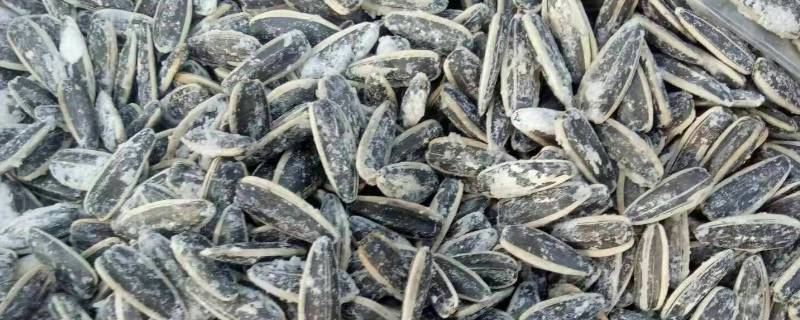 有关海盐瓜子对健康的影响有哪些 海盐瓜子对身体危害