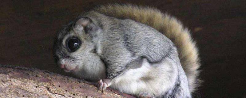 老鼠能飞的叫什么名字 会飞的老鼠叫什么名字