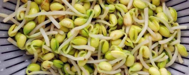 能吃豆子发芽的吗 豆子发芽了能吃吗