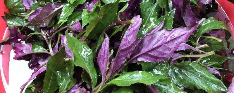 红凤菜有什么作用 红凤菜到底能不能吃