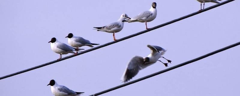 为什么小鸟站在高压线上而不会被电死 小鸟站着高压线上为什么不会被电死