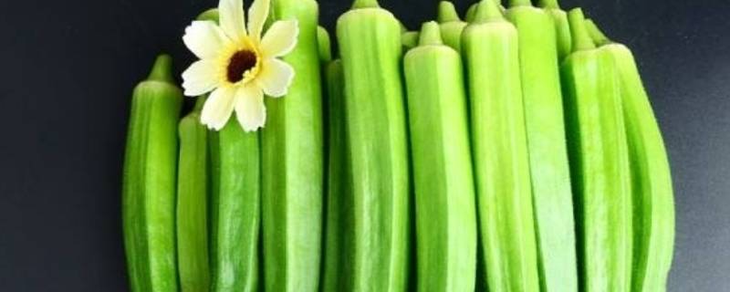 为什么秋葵会有苦味 秋葵为什么会苦