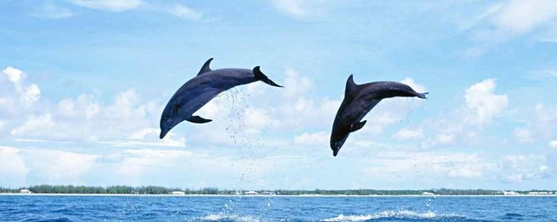 有哪些动物的智力仅次于人类 动物中智力仅次于人的动物是什么