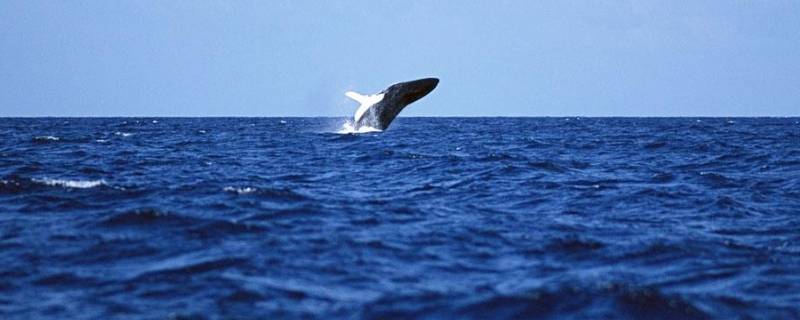 何种影响海洋对地球有 海洋的作用