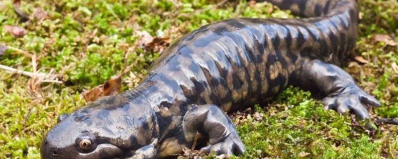 蝾螈是什么类型的动物 蝾螈是两栖动物吗