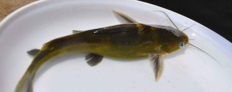 黄颡鱼有什么好处 黄颡鱼有哪些功效作用